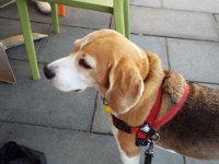 DSCF2818  Time for a cuppa says Bobby at Dylans on the Terrace, Albany Town Centre.