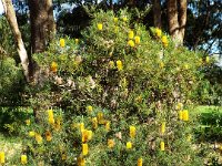 DSCF2836  B. littoralis taken on the scenic drive from Albany to Denmark.