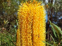DSCF2837  B. littoralis taken on the scenic drive from Albany to Denmark.