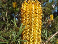 DSCF2838  B. littoralis taken on the scenic drive from Albany to Denmark.