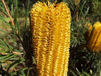 DSCF2839  B. littoralis taken on the scenic drive from Albany to Denmark.