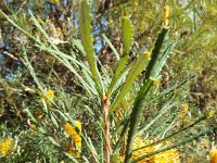 DSCF2840  B. littoralis taken on the scenic drive from Albany to Denmark.