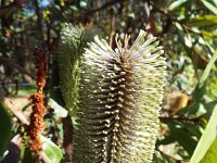 DSCF2841  Unknown banksia taken on the scenic drive from Albany to Denmark.