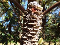 DSCF2842  Unknown banksia taken on the scenic drive from Albany to Denmark.
