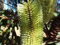 DSCF2843  Unknown banksia taken on the scenic drive from Albany to Denmark.