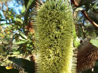 DSCF2844  Unknown banksia taken on the scenic drive from Albany to Denmark.