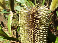 DSCF2845  Unknown banksia taken on the scenic drive from Albany to Denmark.