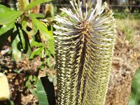 DSCF2846  Unknown banksia taken on the scenic drive from Albany to Denmark.