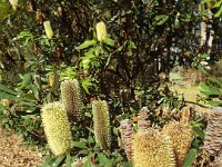 DSCF2847  Unknown banksia taken on the scenic drive from Albany to Denmark.