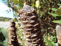 DSCF2848  Unknown banksia taken on the scenic drive from Albany to Denmark.
