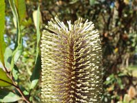 DSCF2849  Unknown banksia taken on the scenic drive from Albany to Denmark.