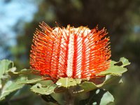 DSCF2850  Banksia coccinea taken on the scenic drive from Albany to Denmark.