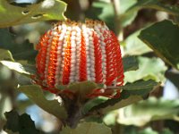 DSCF2851  Banksia coccinea taken on the scenic drive from Albany to Denmark.