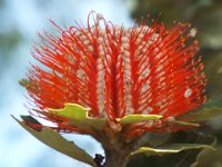 DSCF2852  Banksia coccinea taken on the scenic drive from Albany to Denmark.