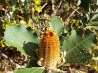 DSCF2853  Banksia coccinea taken on the scenic drive from Albany to Denmark.