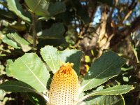 DSCF2854  Banksia coccinea taken on the scenic drive from Albany to Denmark.