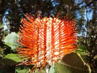 DSCF2855  Banksia coccinea taken on the scenic drive from Albany to Denmark.