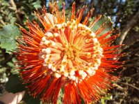 DSCF2856  Banksia coccinea taken on the scenic drive from Albany to Denmark.