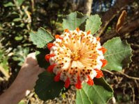 DSCF2857  Banksia coccinea taken on the scenic drive from Albany to Denmark.