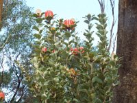 DSCF2858  Banksia coccinea taken on the scenic drive from Albany to Denmark.