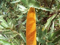 DSCF2859  Banksia media taken on the scenic drive from Albany to Denmark.