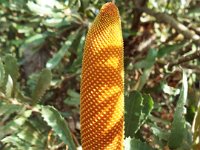 DSCF2860  Banksia media taken on the scenic drive from Albany to Denmark.