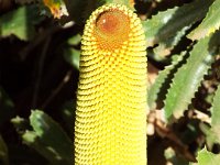 DSCF2861  Banksia media taken on the scenic drive from Albany to Denmark.