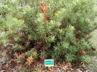 DSCF2526  B. aculeata photo taken at the  Banksia Farm, Mt Barker  on the 19/05/2014.