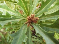 DSCF2528  B. aculeata photo taken at the  Banksia Farm, Mt Barker  on the 19/05/2014.