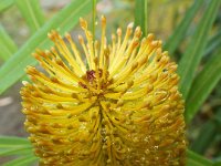 DSCF2386  B. aquilonia photo taken at the  Banksia Farm, Mt Barker  on the 19/05/2014.