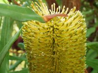 DSCF2387  B. aquilonia photo taken at the  Banksia Farm, Mt Barker  on the 19/05/2014.