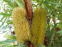 DSCF2389  B. aquilonia photo taken at the  Banksia Farm, Mt Barker  on the 19/05/2014.