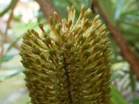 DSCF2390  B. aquilonia photo taken at the  Banksia Farm, Mt Barker  on the 19/05/2014.