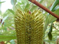 DSCF2391  B. aquilonia photo taken at the  Banksia Farm, Mt Barker  on the 19/05/2014.