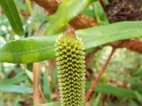 DSCF2392  B. aquilonia photo taken at the  Banksia Farm, Mt Barker  on the 19/05/2014.