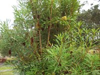 DSCF2393  B. aquilonia photo taken at the  Banksia Farm, Mt Barker  on the 19/05/2014.