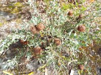 DSCF2585  B. audax photo taken at the  Banksia Farm, Mt Barker  on the 19/05/2014.