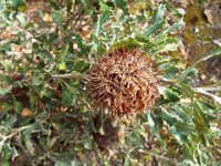 DSCF2587  B. audax photo taken at the  Banksia Farm, Mt Barker  on the 19/05/2014.