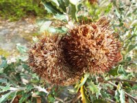 DSCF2588  B. audax photo taken at the  Banksia Farm, Mt Barker  on the 19/05/2014.
