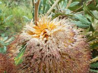 DSCF2541  B. baueri photo taken at the  Banksia Farm, Mt Barker  on the 19/05/2014.