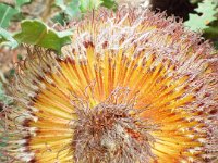 DSCF2542  B. baueri photo taken at the  Banksia Farm, Mt Barker  on the 19/05/2014.