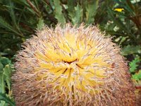 DSCF2544  B. baueri photo taken at the  Banksia Farm, Mt Barker  on the 19/05/2014.