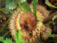 DSCF2545  B. baueri photo taken at the  Banksia Farm, Mt Barker  on the 19/05/2014.