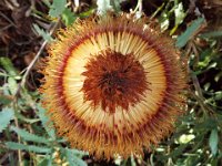 DSCF2724  B. baueri photo taken at the  Banksia Farm, Mt Barker  on the 19/05/2014.