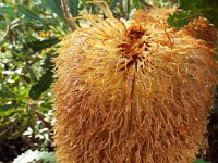 DSCF2725  B. baueri photo taken at the  Banksia Farm, Mt Barker  on the 19/05/2014.