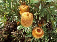 DSCF2726  B. baueri photo taken at the  Banksia Farm, Mt Barker  on the 19/05/2014.