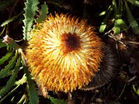 DSCF2727  B. baueri photo taken at the  Banksia Farm, Mt Barker  on the 19/05/2014.