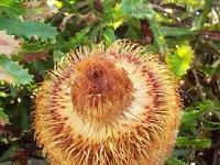 DSCF2728  B. baueri photo taken at the  Banksia Farm, Mt Barker  on the 19/05/2014.