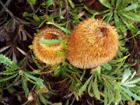 DSCF2729  B. baueri photo taken at the  Banksia Farm, Mt Barker  on the 19/05/2014.