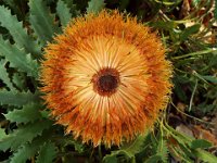 DSCF2730  B. baueri photo taken at the  Banksia Farm, Mt Barker  on the 19/05/2014.